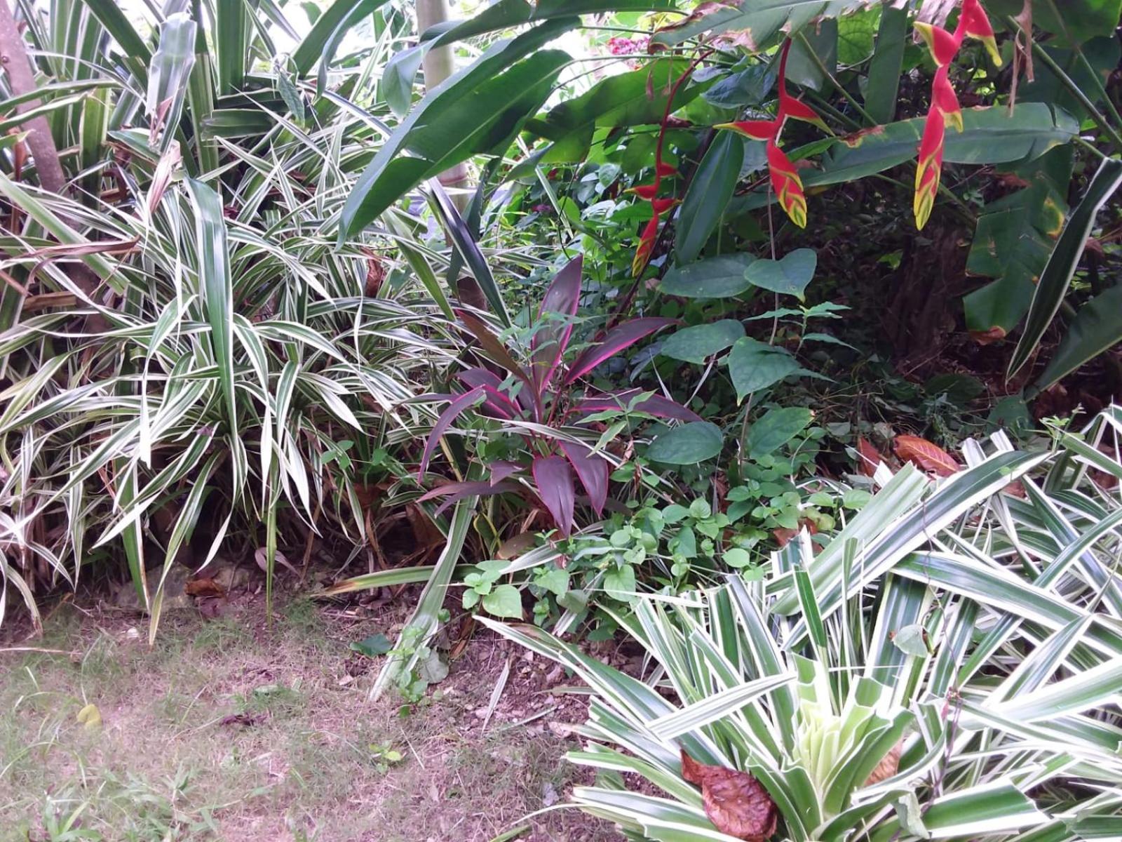 Port Antonio Brian'S Beach House Экстерьер фото
