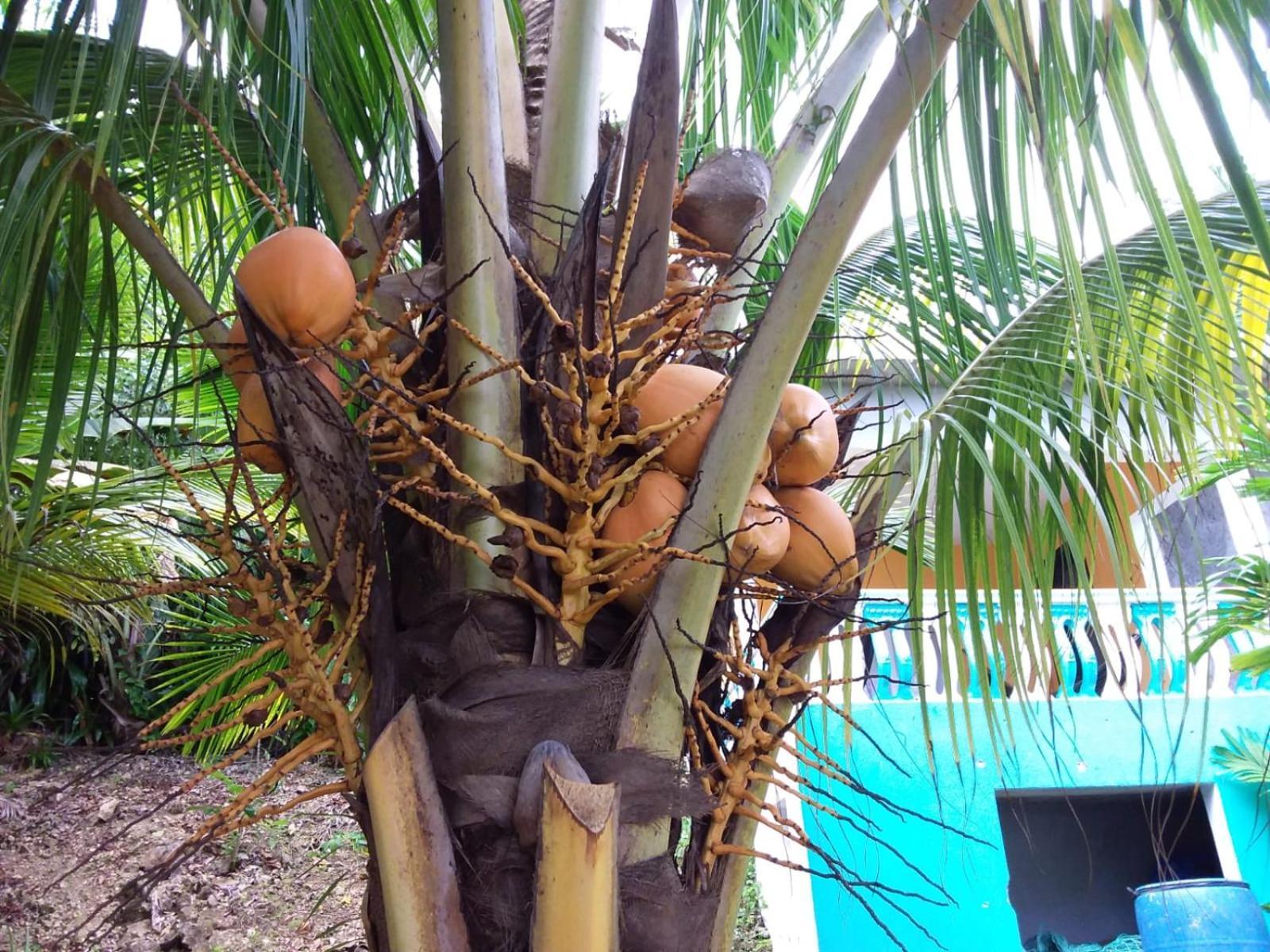 Port Antonio Brian'S Beach House Экстерьер фото